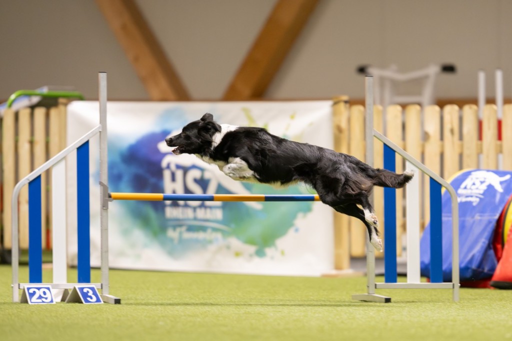 Dive, Border Collie, clearing a jump at an agility competition