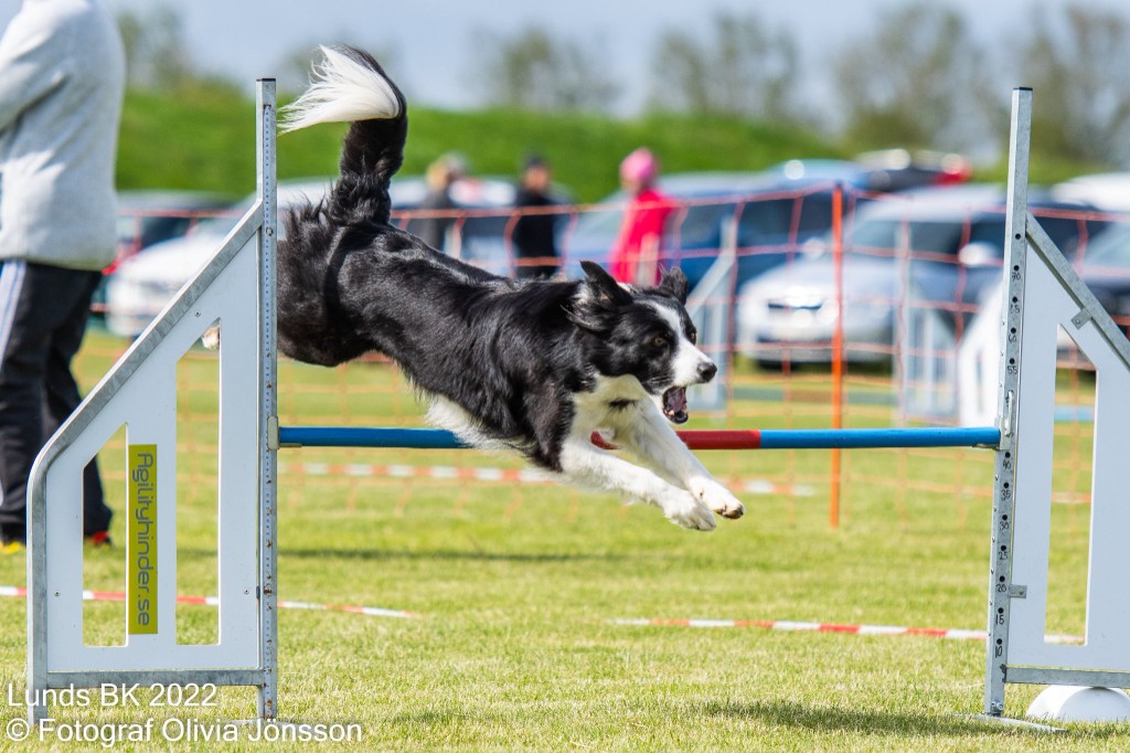Azta, Border Collie, clearing a jump at an outdoor agility competition