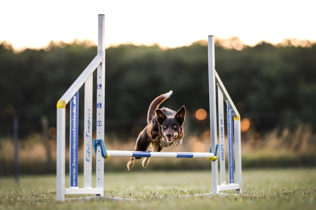 Ocean, young Border Collie, jumping a hurdle outdoors at sunset