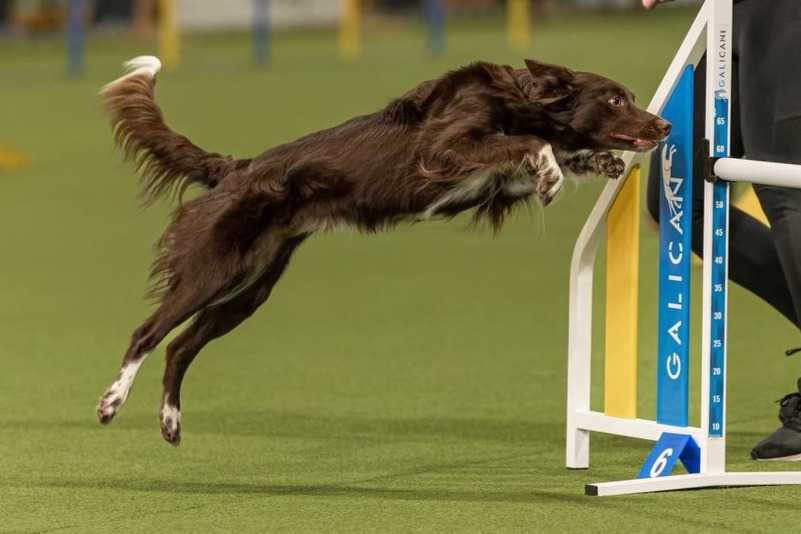 Sea, Border Collie, mid-jump over an indoor agility obstacle