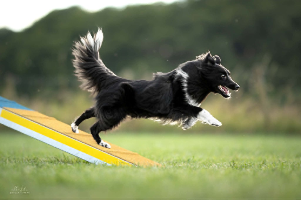 Squeeze, Sheltie, sprinting off a contact obstacle in outdoor agility
